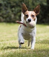 Playful Jack Russell terrier wants to play ball